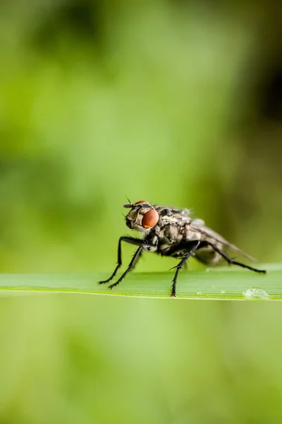 Primo piano della mosca — Foto Stock