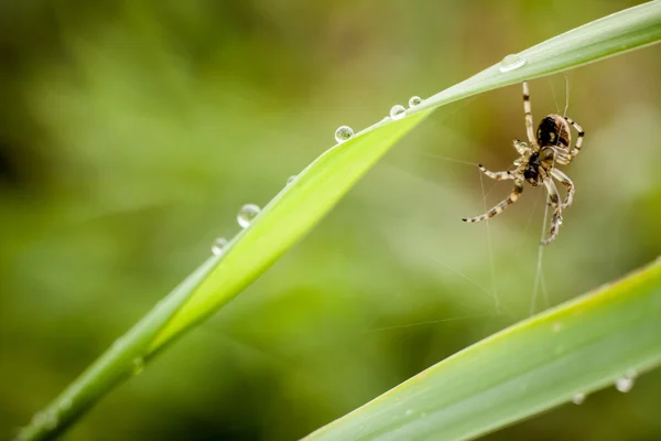 Primer plano de araña pequeña — Foto de Stock