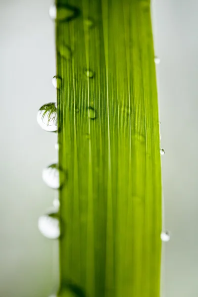 Primer plano de las gotas de agua — Foto de Stock