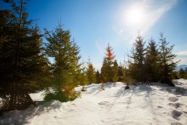 Belle photo d'hiver ensoleillée prise en montagne — Photo