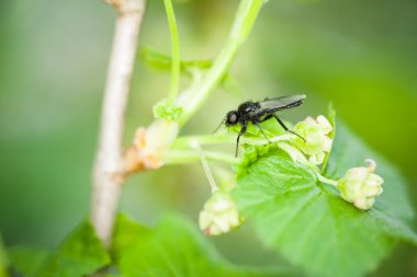 küçük sinek, diptera closeup