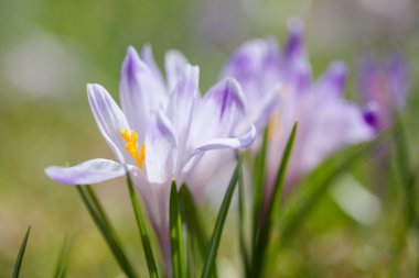 tatry dağlara güzel bitkisi çiçeği.