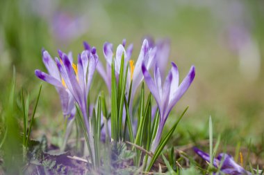 tatry dağlara güzel bitkisi çiçeği.