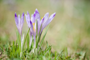tatry dağlara güzel bitkisi çiçeği.
