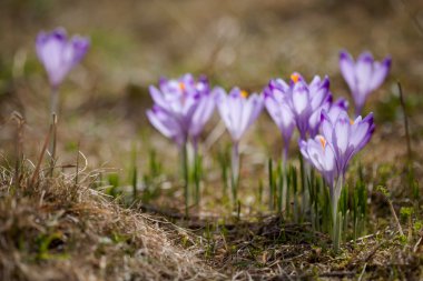 tatry dağlara güzel bitkisi çiçeği.