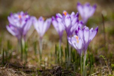 tatry dağlara güzel bitkisi çiçeği.