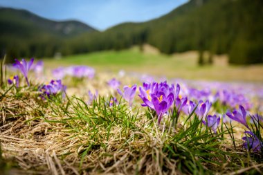 tatry güzel bitkisi çiçeği.