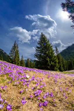 tatry güzel bitkisi çiçeği.