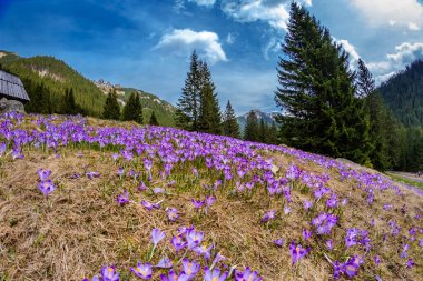 tatry güzel bitkisi çiçeği.