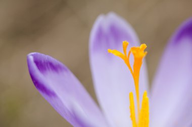 tatry dağlara güzel bitkisi çiçeği.
