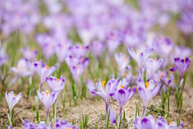 tatry dağlara güzel bitkisi çiçeği.