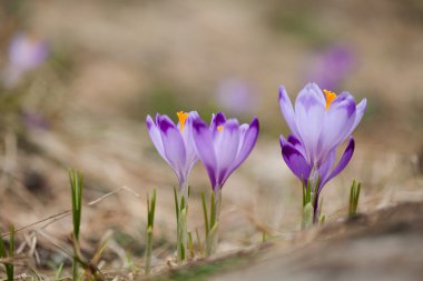 tatry dağlara güzel bitkisi çiçeği.