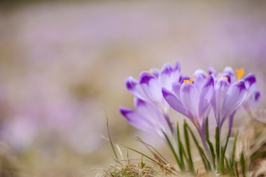 tatry dağlara güzel bitkisi çiçeği.