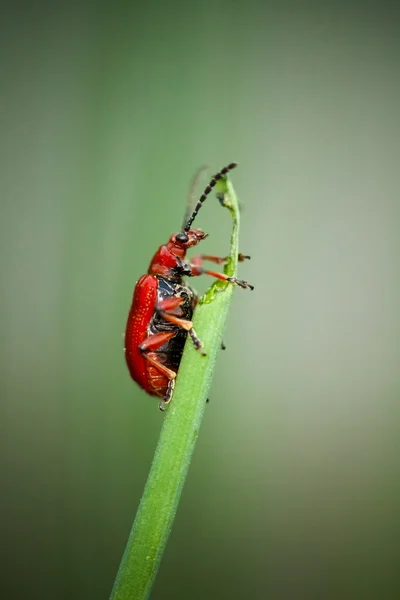 Mały chrząszcz crioceris merdigera — Zdjęcie stockowe