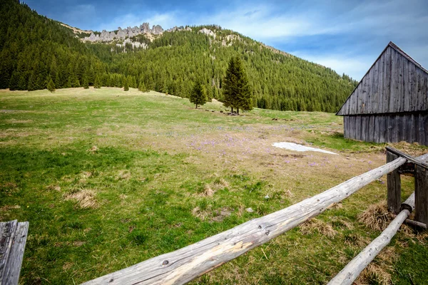 Piękne kwiaty krokus w górach-tatry — Zdjęcie stockowe