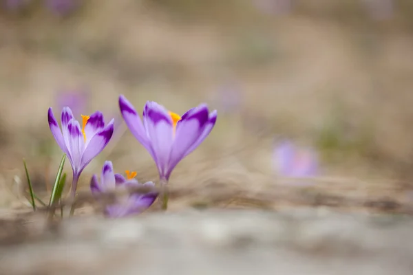 Hermosas flores de cocodrilo en las montañas de Tatry — Foto de Stock