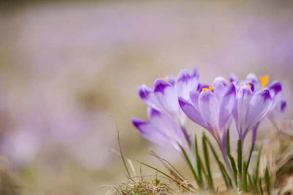 A Tátra gyönyörű crocus virágok — Stock Fotó