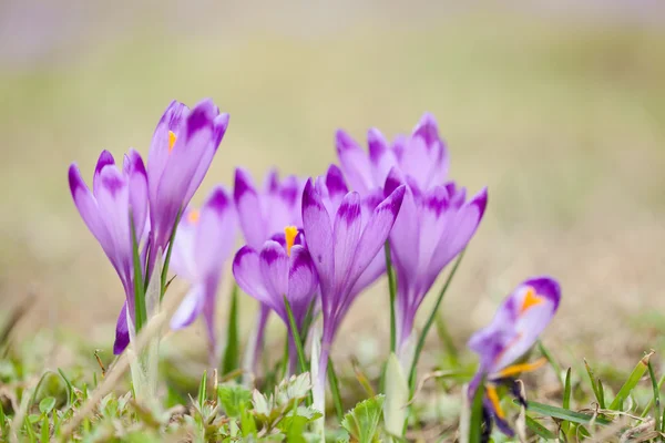Piękne kwiaty krokus w górach-tatry — Zdjęcie stockowe
