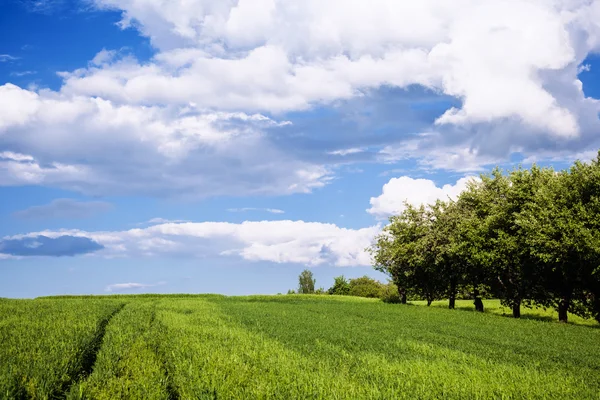 Piękna łąka z błękitnego nieba — Zdjęcie stockowe