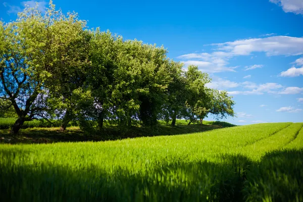 Piękna łąka z błękitnego nieba — Zdjęcie stockowe