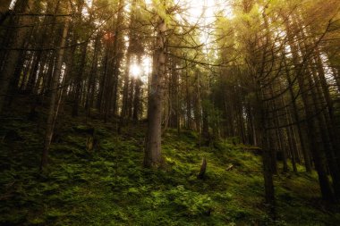 güzel tatry dağlara peyzaj