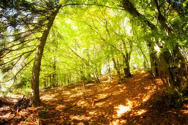 Красивий осінній ліс пейзаж — стокове фото