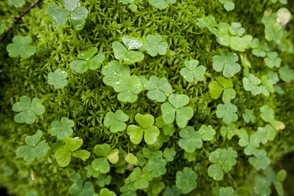 Close-up van de prachtige groene klaver — Stockfoto