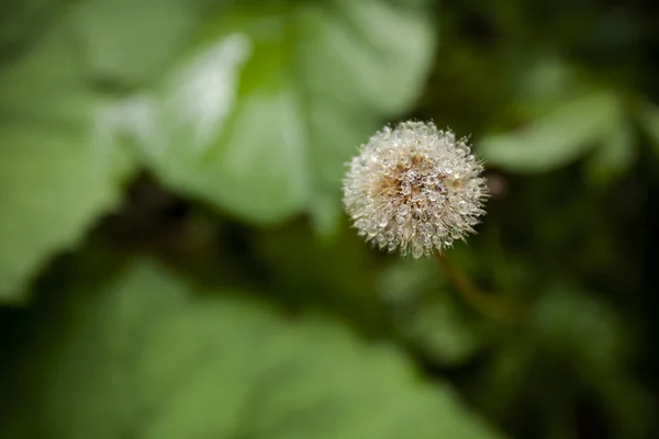 Beautiful mountain nature closeup — Stock Photo, Image