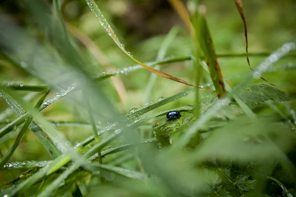 Beautiful mountain nature closeup — Stock Photo, Image