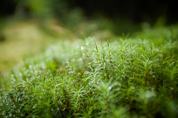 Beautiful mountain nature closeup — Stock Photo, Image