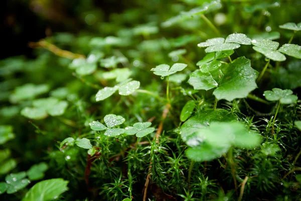 Beautiful green clover closeup — Stock Photo, Image