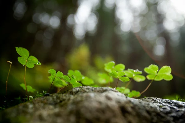 Beautiful green clover closeup — Stock Photo, Image