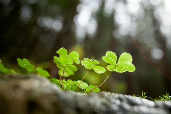 Hermoso trébol verde primer plano — Foto de Stock