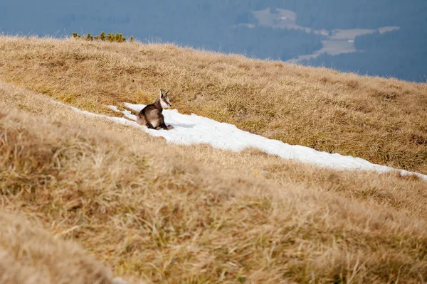 Grupo de gamuzas de montaña en las montañas de Tatry — Foto de Stock