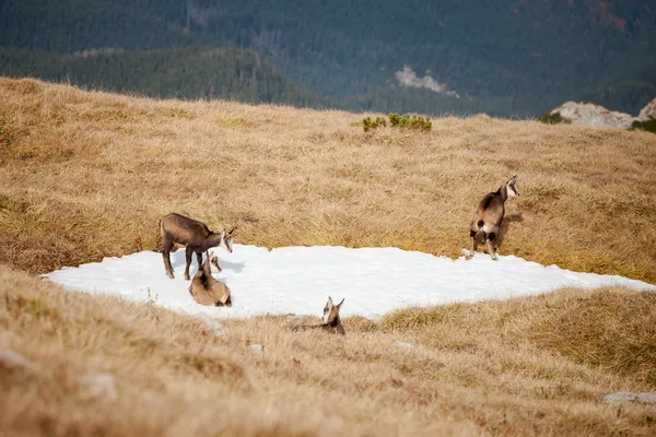 Groep van mountain zeem in Tatra bergen — Stockfoto