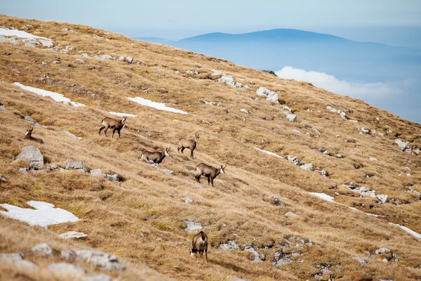 Группа горных серн в горах Татры — стоковое фото