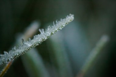 Kış hoarfrost ve waterdrops closeup
