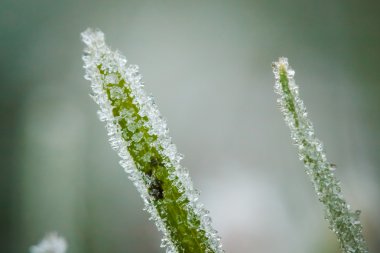 Kış hoarfrost ve waterdrops closeup