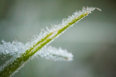 Kış hoarfrost ve waterdrops closeup