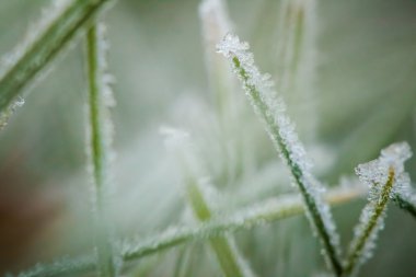 Kış hoarfrost ve waterdrops closeup