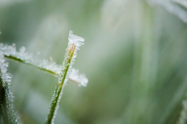 Kış hoarfrost ve waterdrops closeup