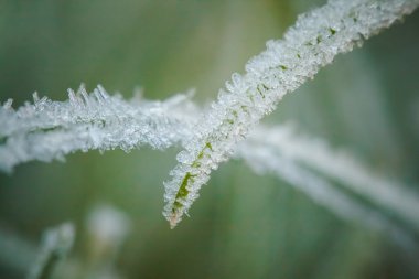 Kış hoarfrost ve waterdrops closeup