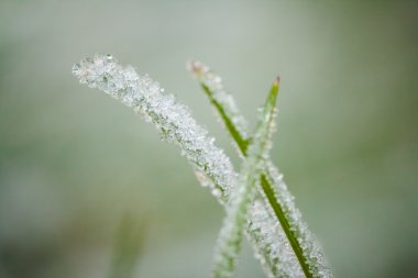 Kış hoarfrost ve waterdrops closeup