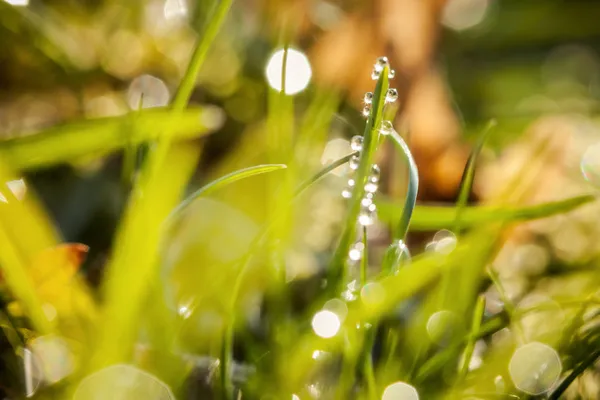 Gros plan de gouttes d'eau — Photo