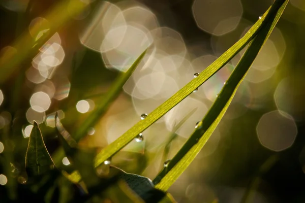 Closeup of waterdrops — Stock Photo, Image