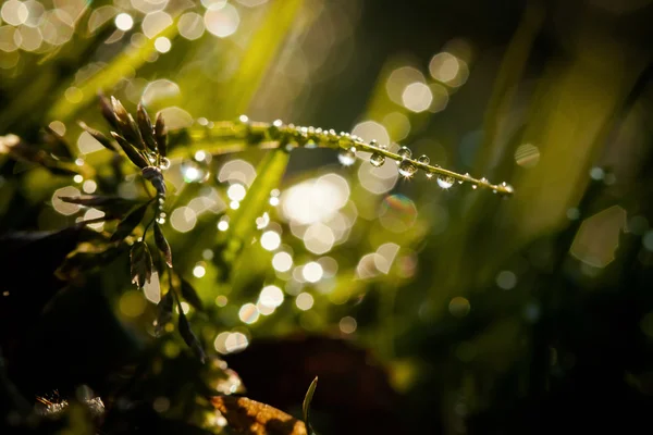 Primer plano de las gotas de agua — Foto de Stock