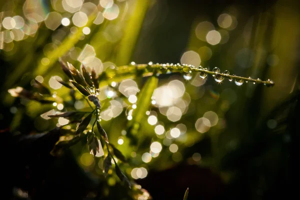 Closeup of waterdrops — Stock Photo, Image