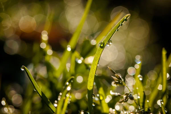 Primer plano de las gotas de agua — Foto de Stock