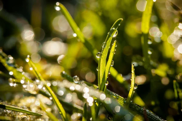 Primer plano de las gotas de agua — Foto de Stock