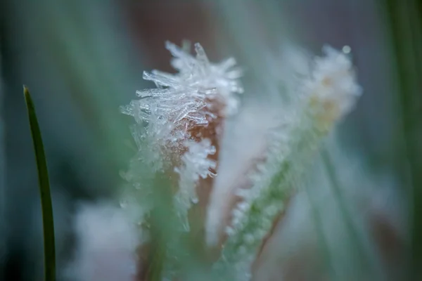 Nahaufnahme von Winterraureif und Wassertropfen — Stockfoto